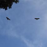 DSC_6060 (May 05, 2023)